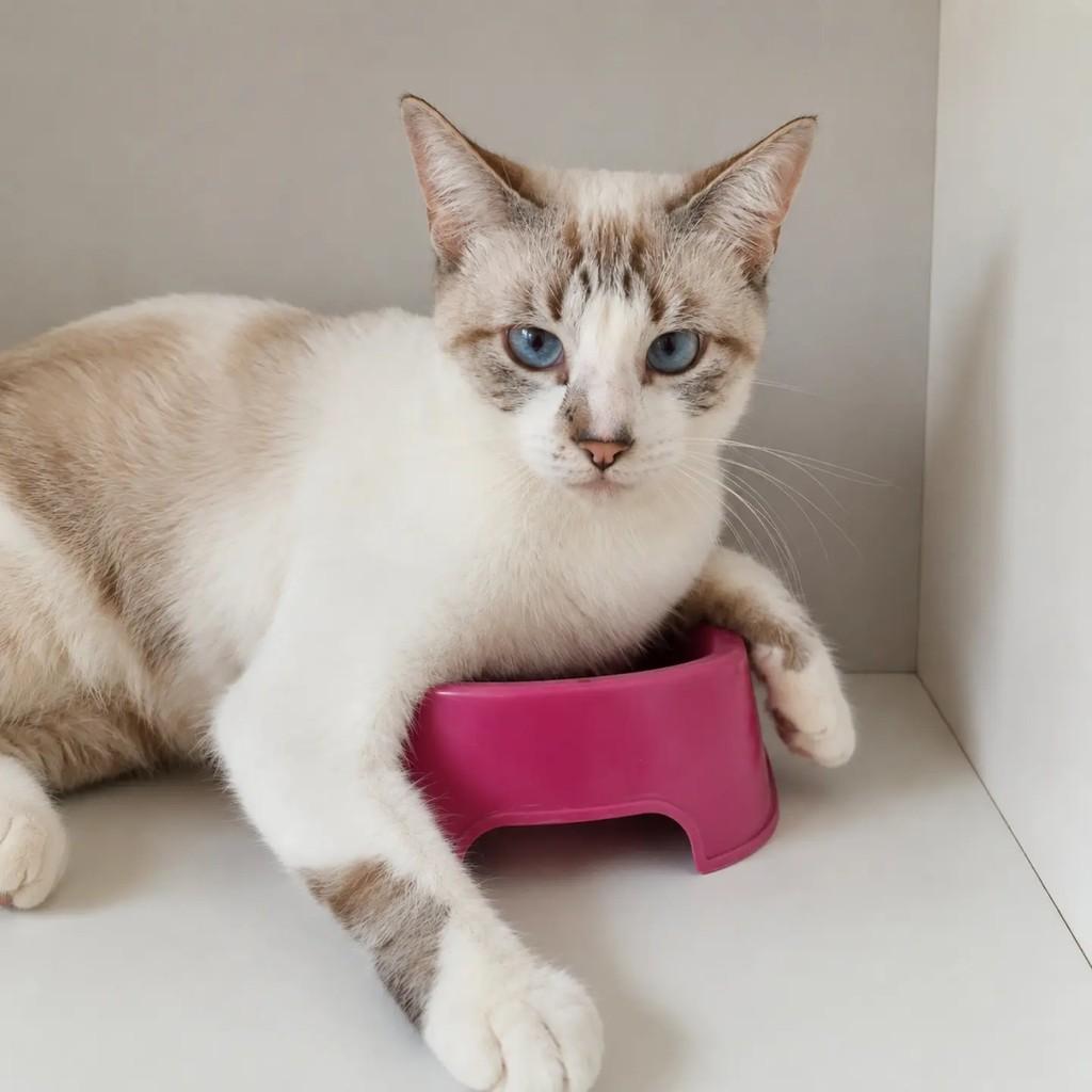 Nuvem, gato para adoção em Salvador - BA