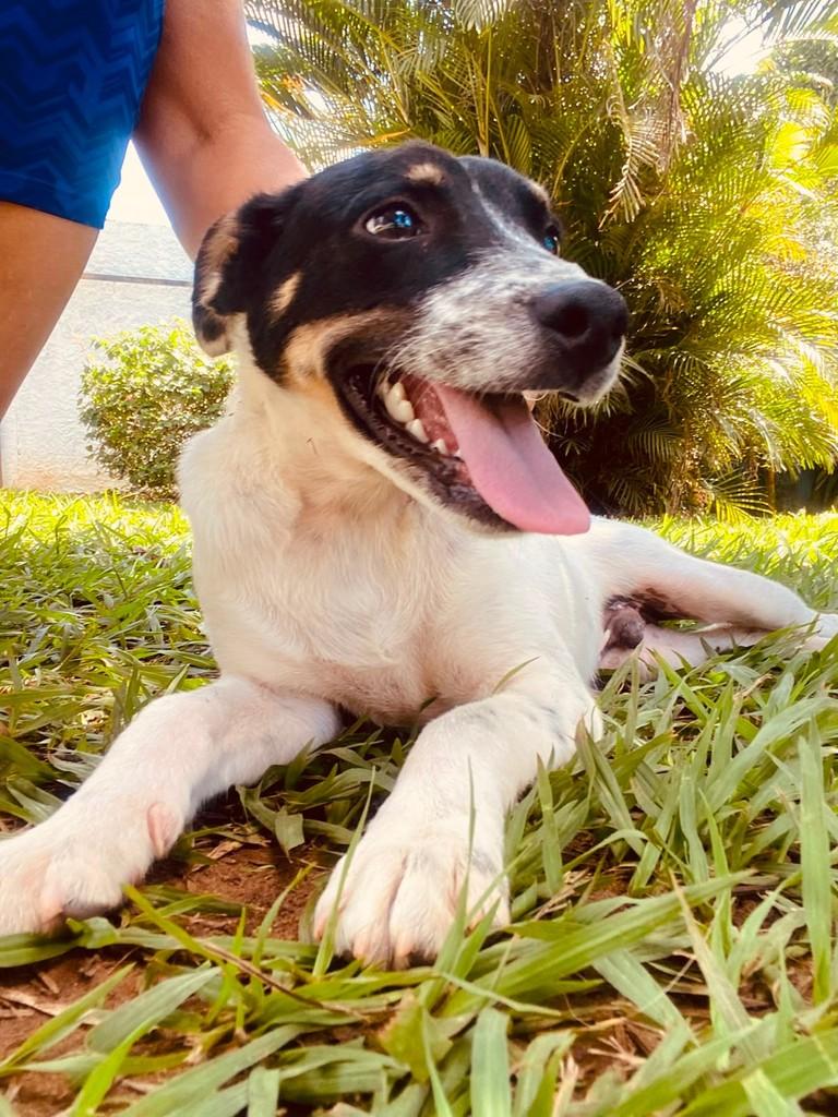 Bike, cachorro de porte médio para adoção em Salvador - BA