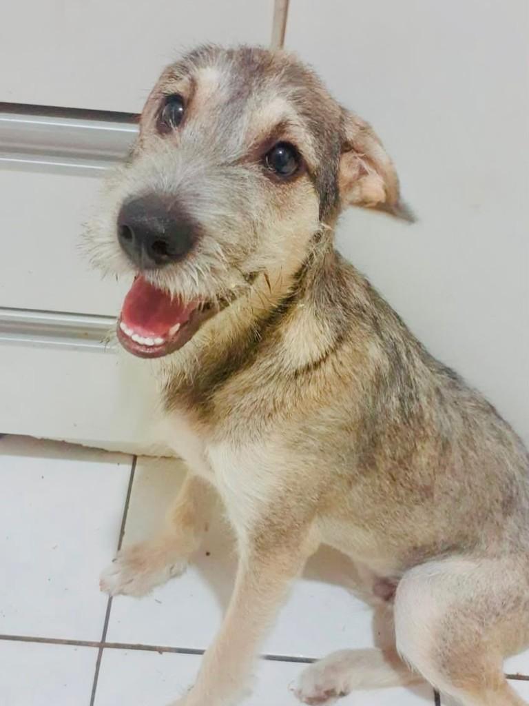 Thomás, cachorro de porte pequeno para adoção em Salvador - BA