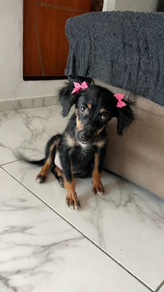 Princesinha, cachorro de porte pequeno para adoção em Salvador - BA