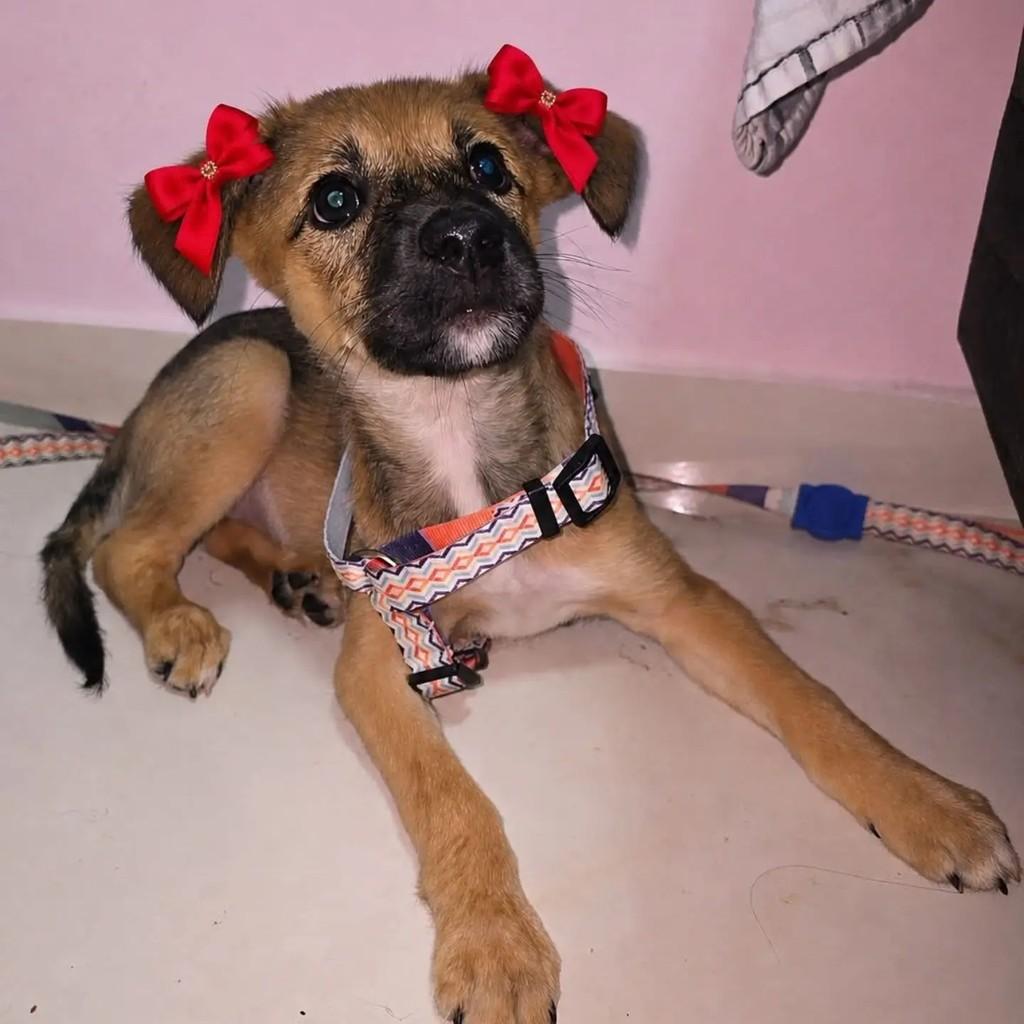 Ela, cachorro de porte pequeno para adoção em Salvador - BA