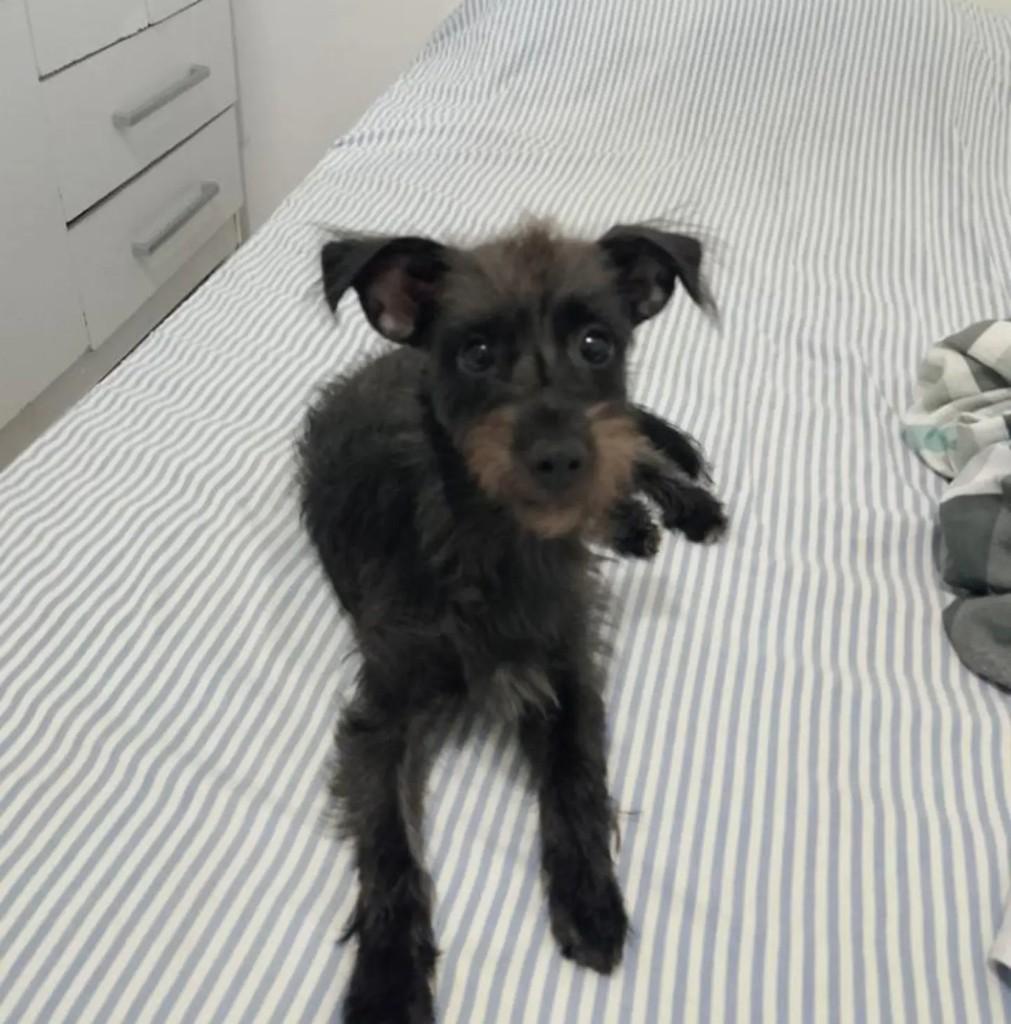 Mike, cachorro de porte pequeno para adoção em Salvador - BA