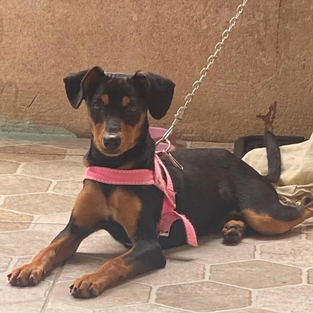 Pinsche Raçiada Com Salsicha, cadela de porte pequeno para adoção em Salvador - BA