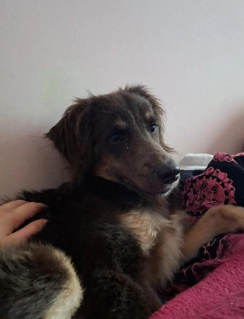 Café, cachorro de porte médio para adoção em Salvador - BA