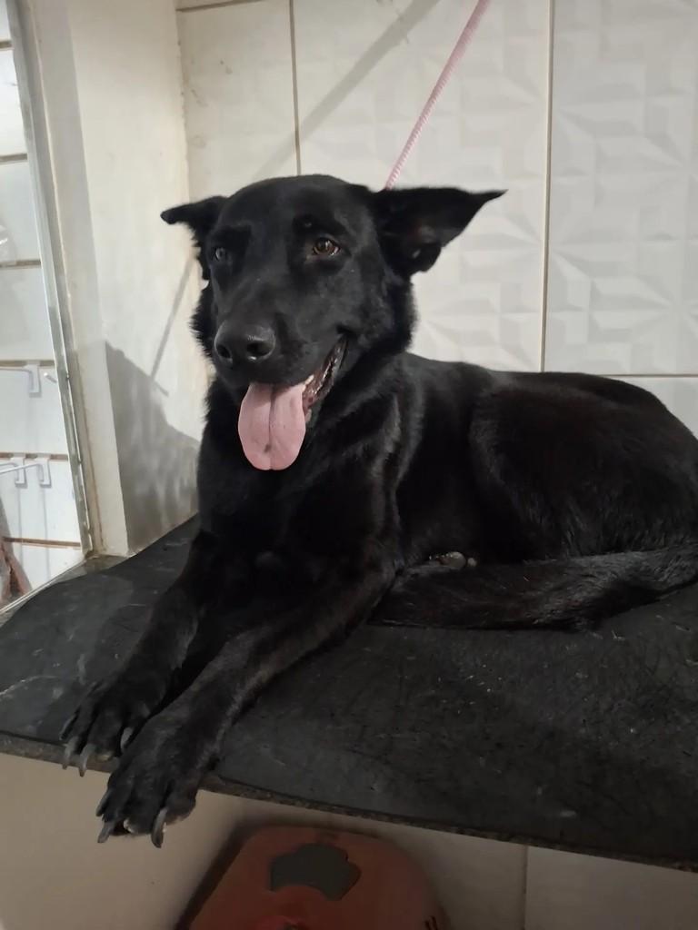 Linda, cadela de porte médio para adoção em Salvador - BA