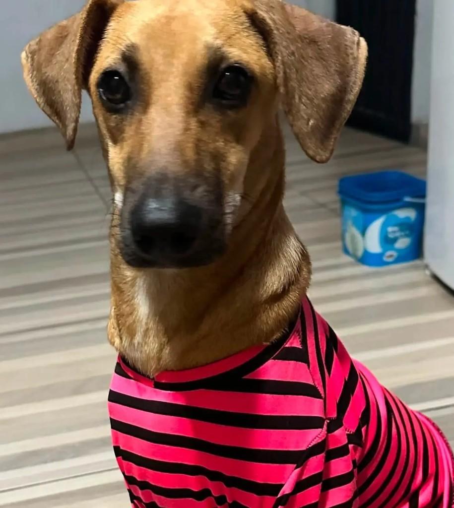 Princesa, cachorro de porte pequeno para adoção em Salvador - BA