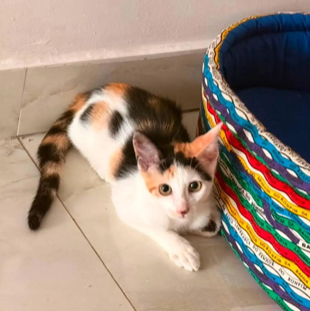 Vivi, gata de porte pequeno para adoção em Salvador - BA