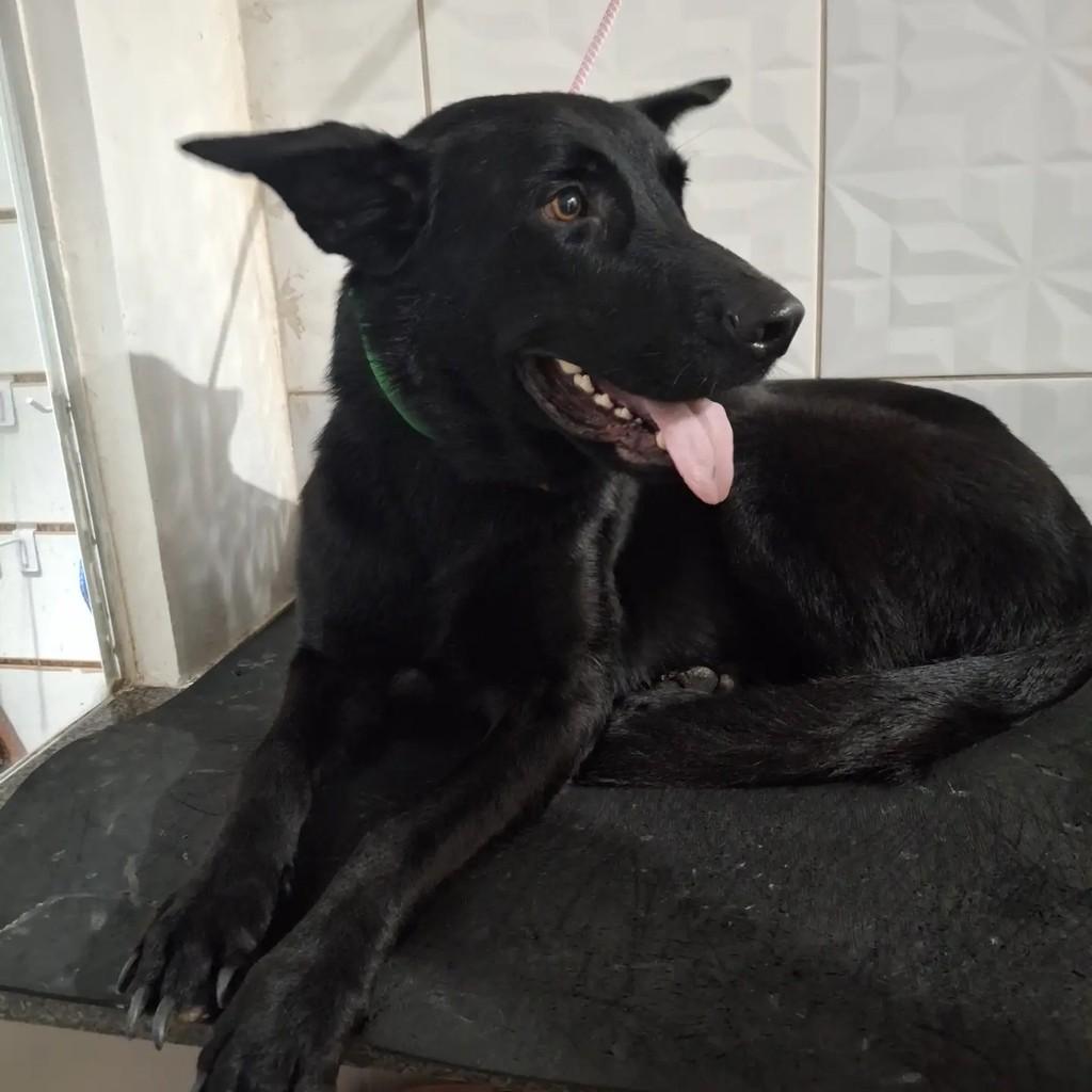 Luna, cachorro de porte médio para adoção em Salvador - BA