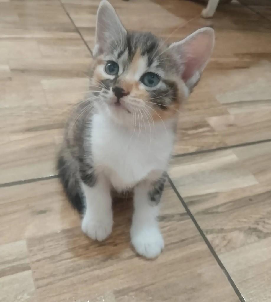 Princesa, gata de porte pequeno para adoção em Salvador - BA