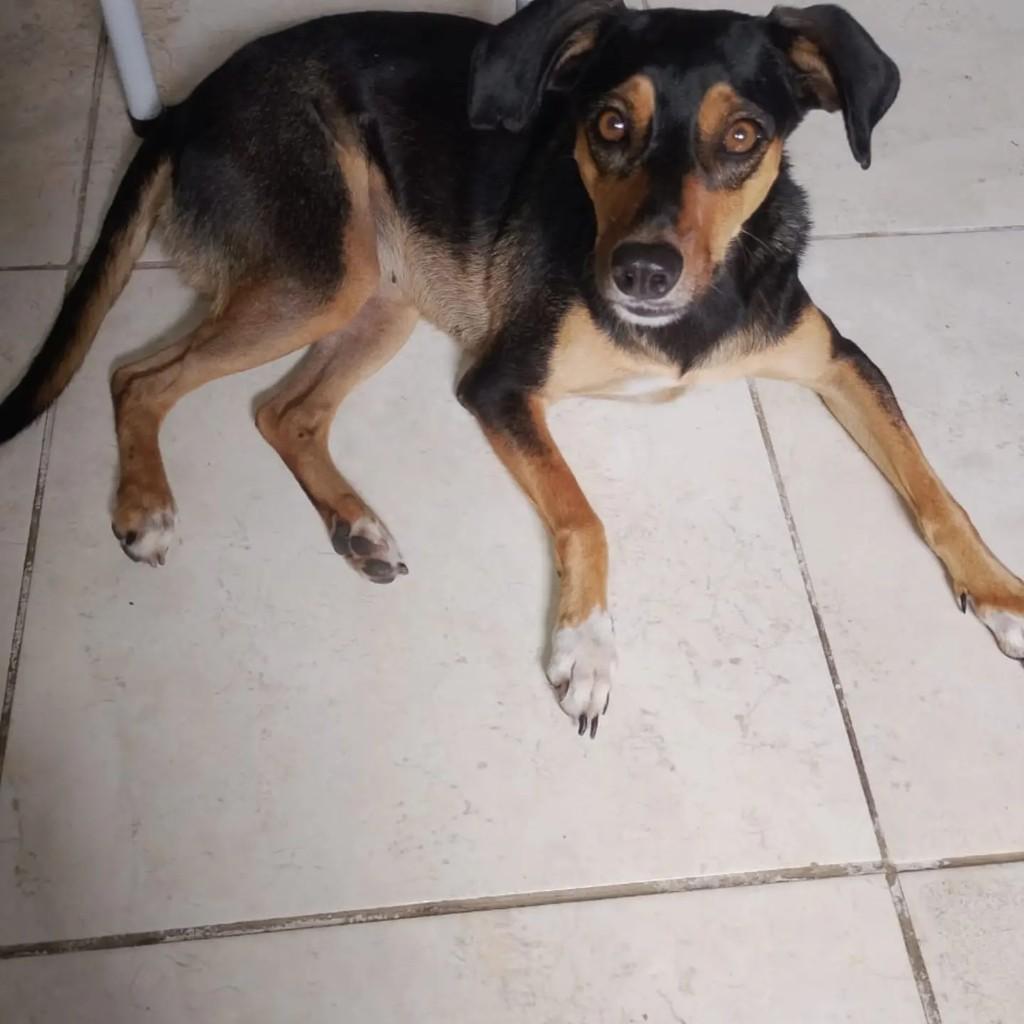 Maia, cadela de porte pequeno para adoção em Salvador - BA