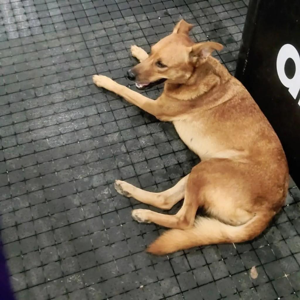 Mocinha, cachorro de porte médio para adoção em Salvador - BA
