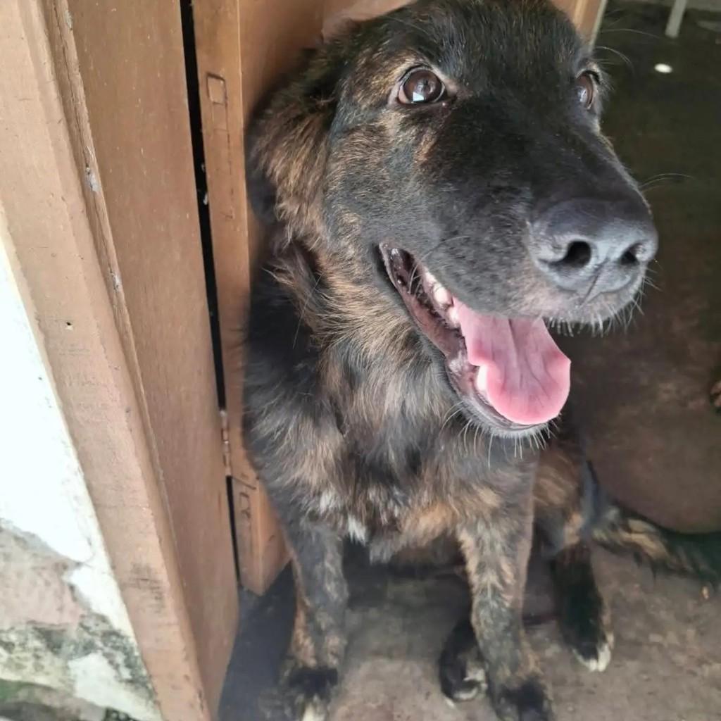 Brisa, cadela de porte grande para adoção em Salvador - BA