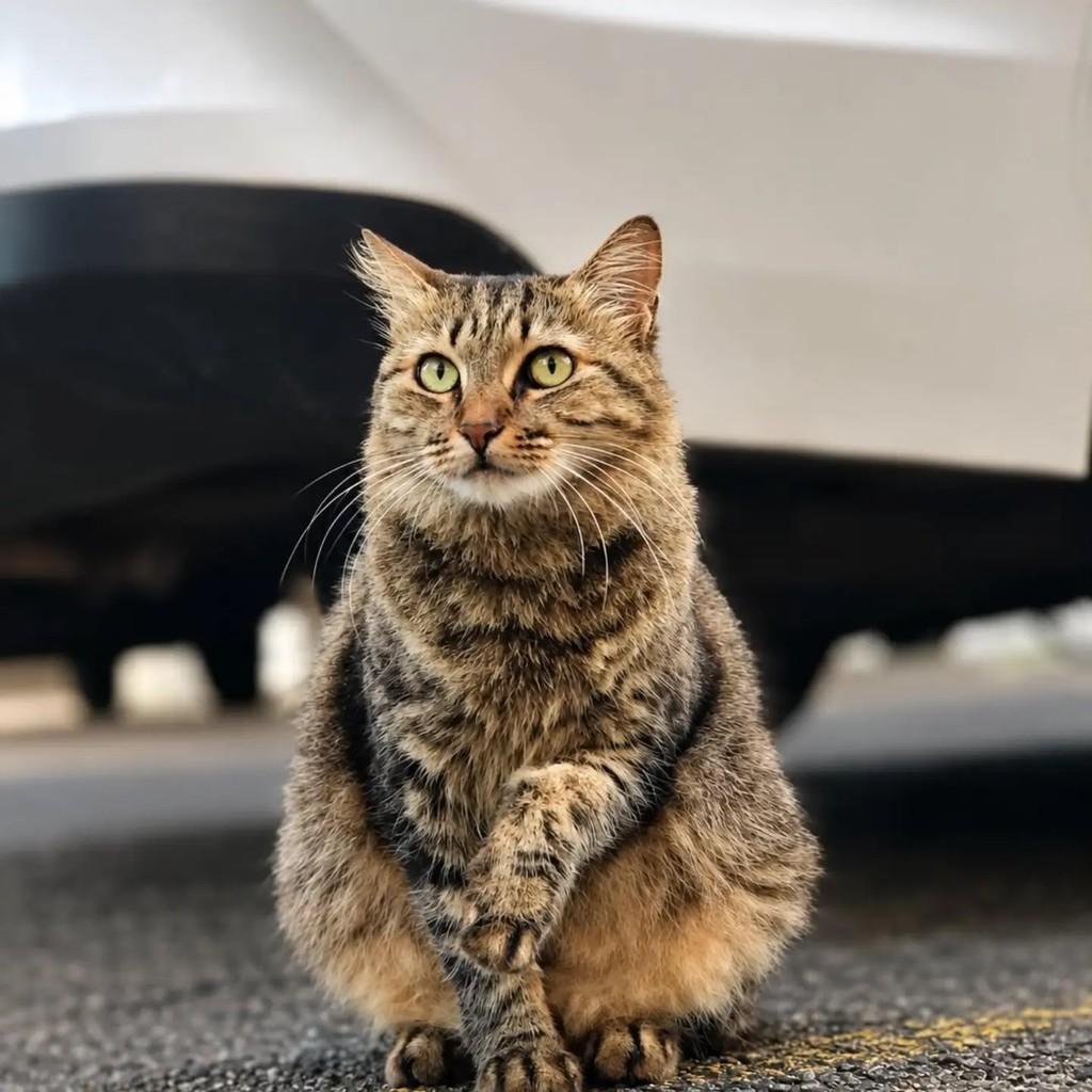 Mel, gata de porte pequeno para adoção em Salvador - BA