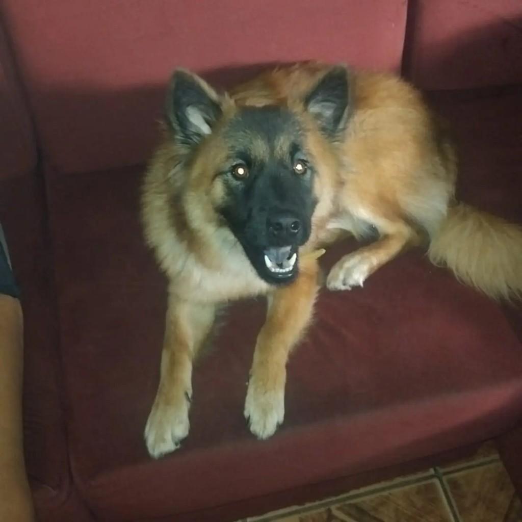 Mel, cachorro de porte médio para adoção em Salvador - BA