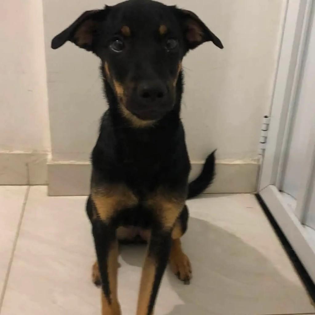 Pérola, cadela de porte pequeno para adoção em Salvador - BA