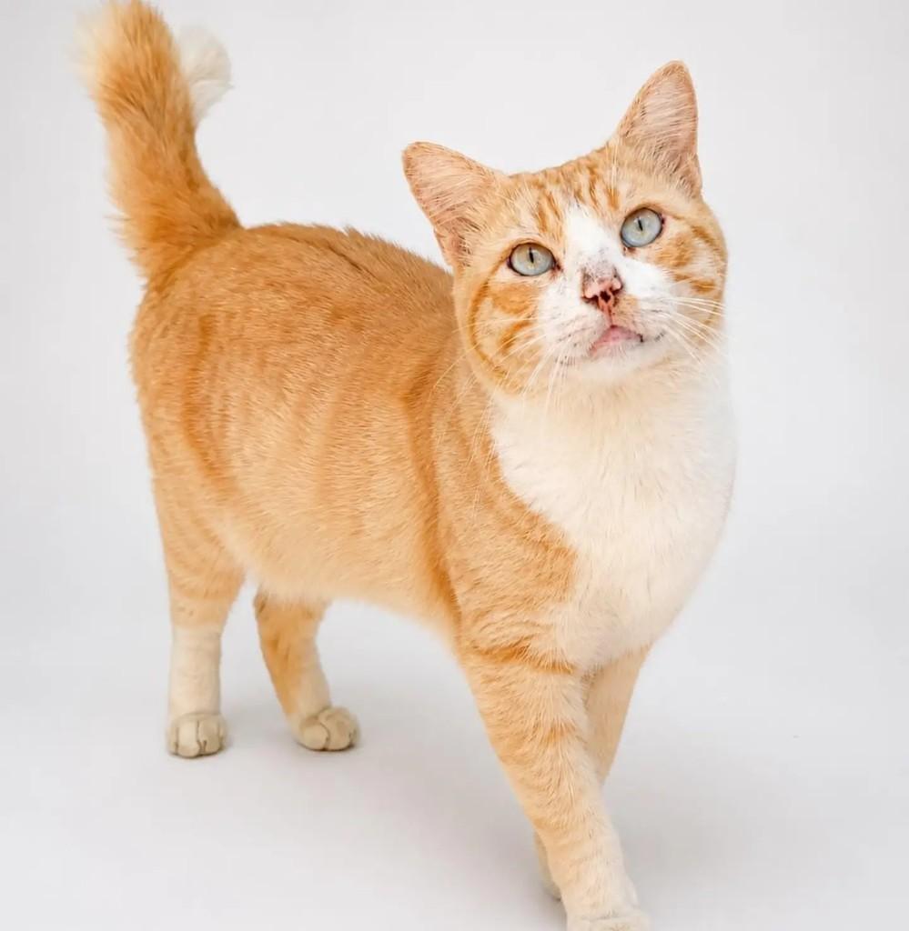 Otto, gato de porte pequeno para adoção em Salvador - BA