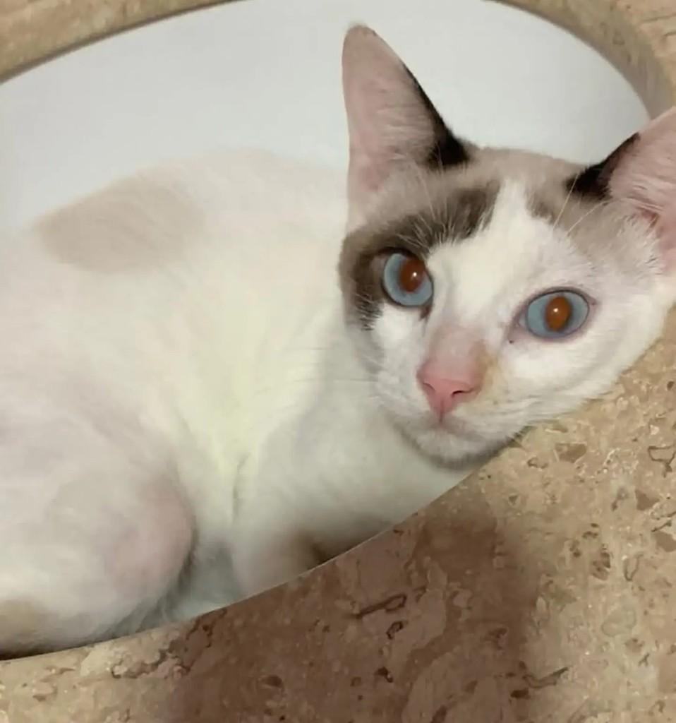 Jutania, gato de porte pequeno para adoção em Salvador - BA
