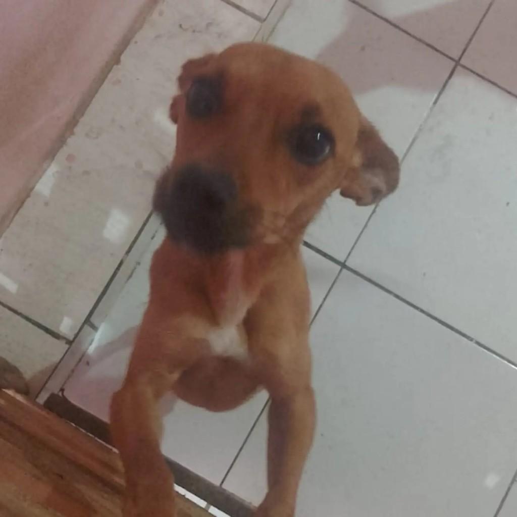 Pinscher Número 2, cadela de porte pequeno para adoção em Salvador - BA