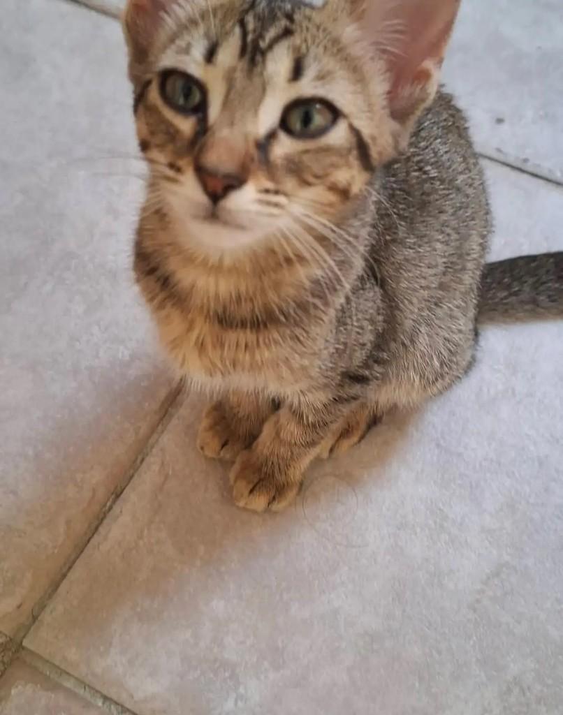 Meinininha, gata de porte pequeno para adoção em Dias d'Ávila - BA