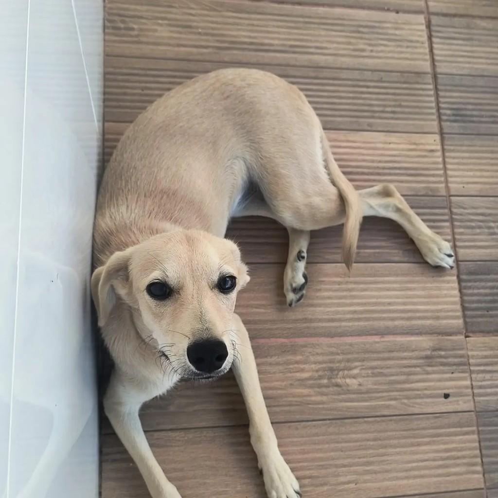 Naia, cadela de porte pequeno para adoção em Salvador - BA