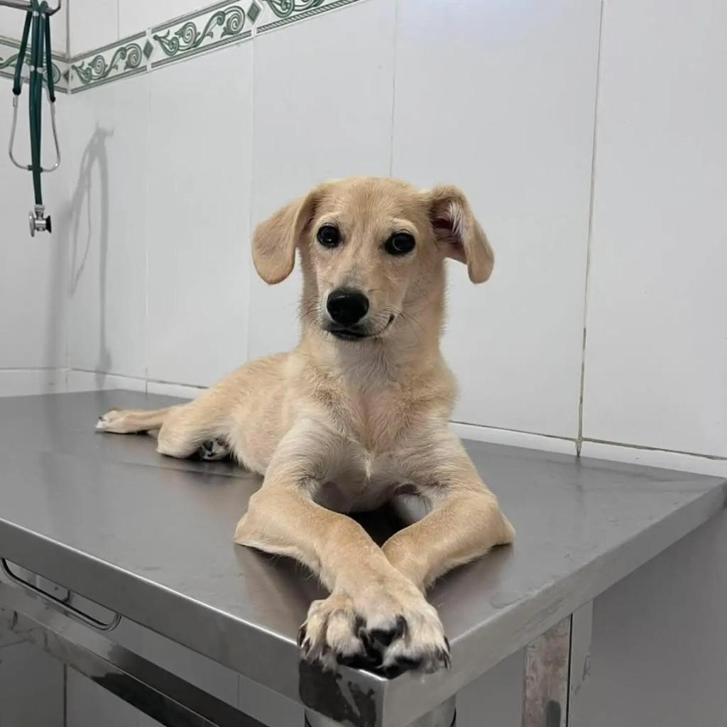 Naia, cadela de porte pequeno para adoção em Salvador - BA — foto 2 de 5