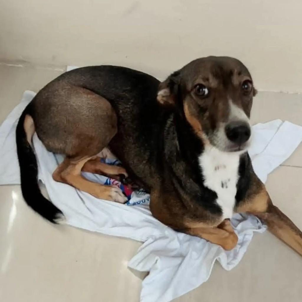 Bia, cadela de porte médio para adoção em Salvador - BA