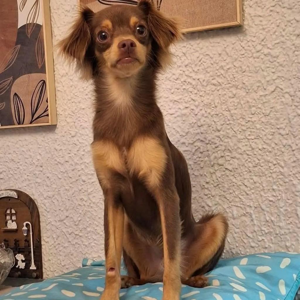 Pitoko, cachorro de porte pequeno para adoção em Salvador - BA