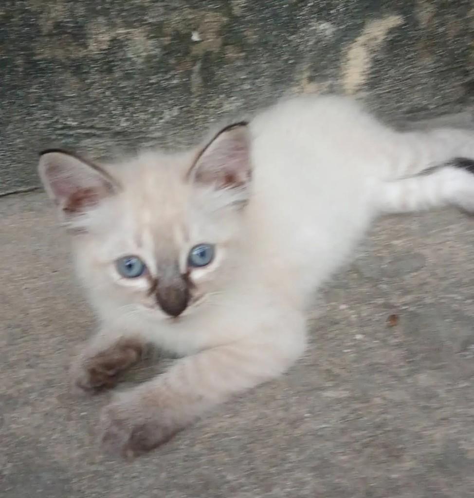 Linda, gato de porte pequeno para adoção em Salvador - BA
