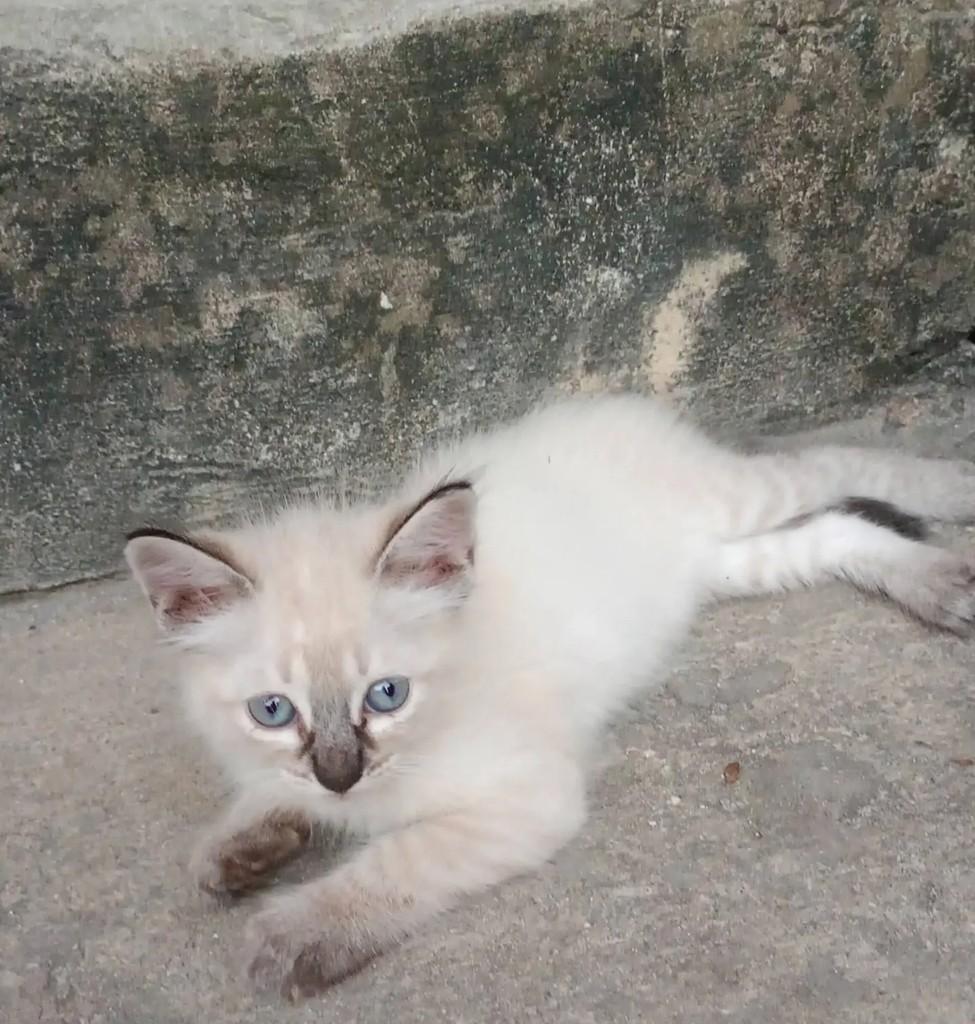 Linda, gato de porte pequeno para adoção em Salvador - BA — foto 2 de 2