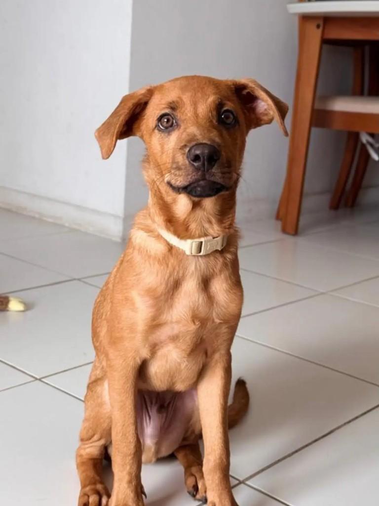 Chico, cachorro de porte médio para adoção em Salvador - BA