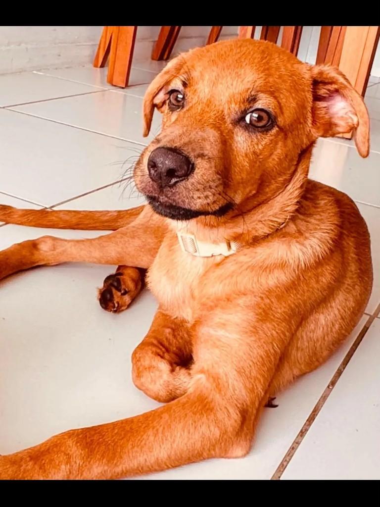 Chico, cachorro de porte médio para adoção em Salvador - BA — foto 2 de 3