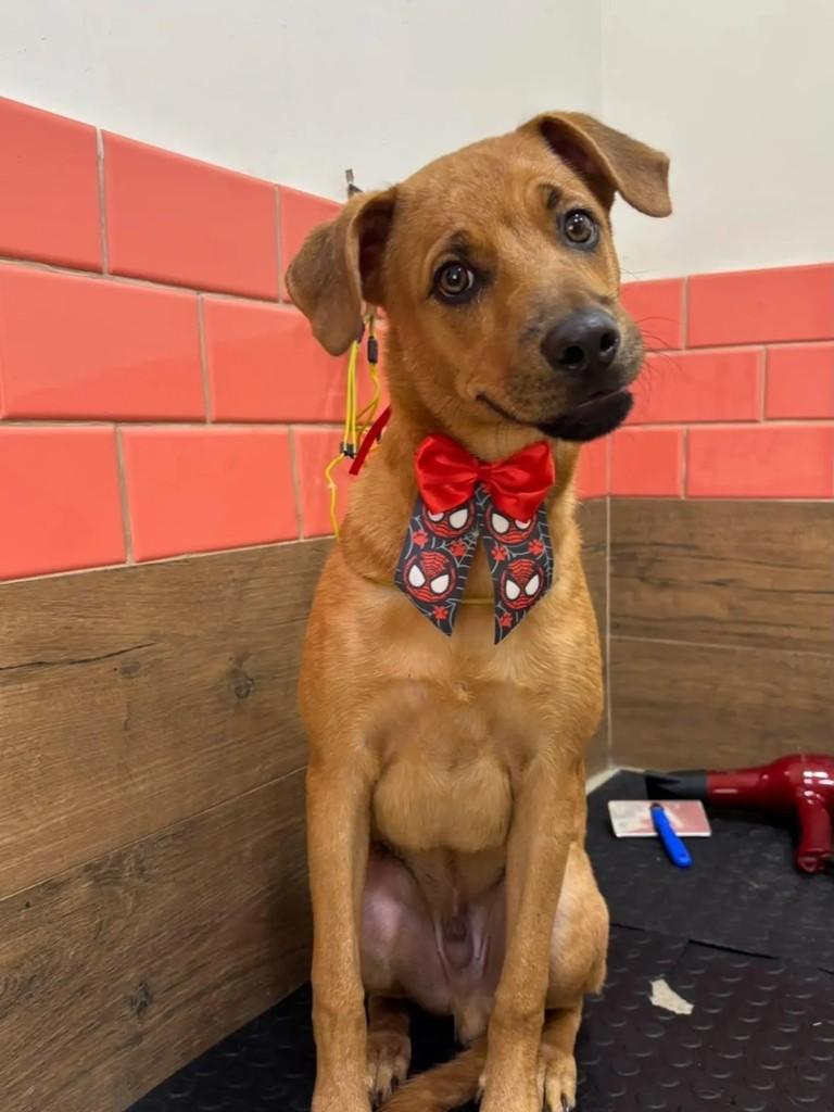 Chico, cachorro de porte médio para adoção em Salvador - BA — foto 3 de 3
