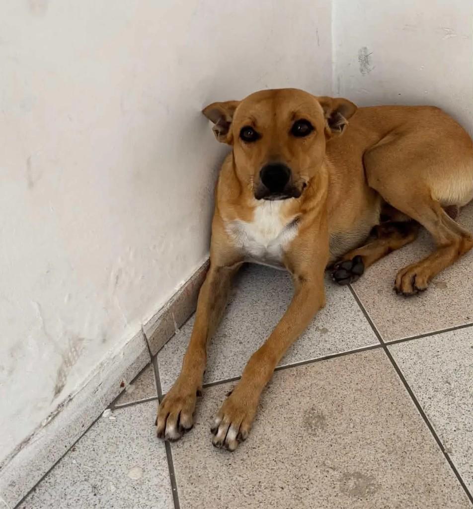 Caramelo, cachorro de porte médio para adoção em Salvador - BA