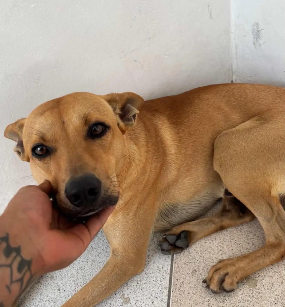 Caramelo, cachorro de porte médio para adoção em Salvador - BA — foto 2 de 2