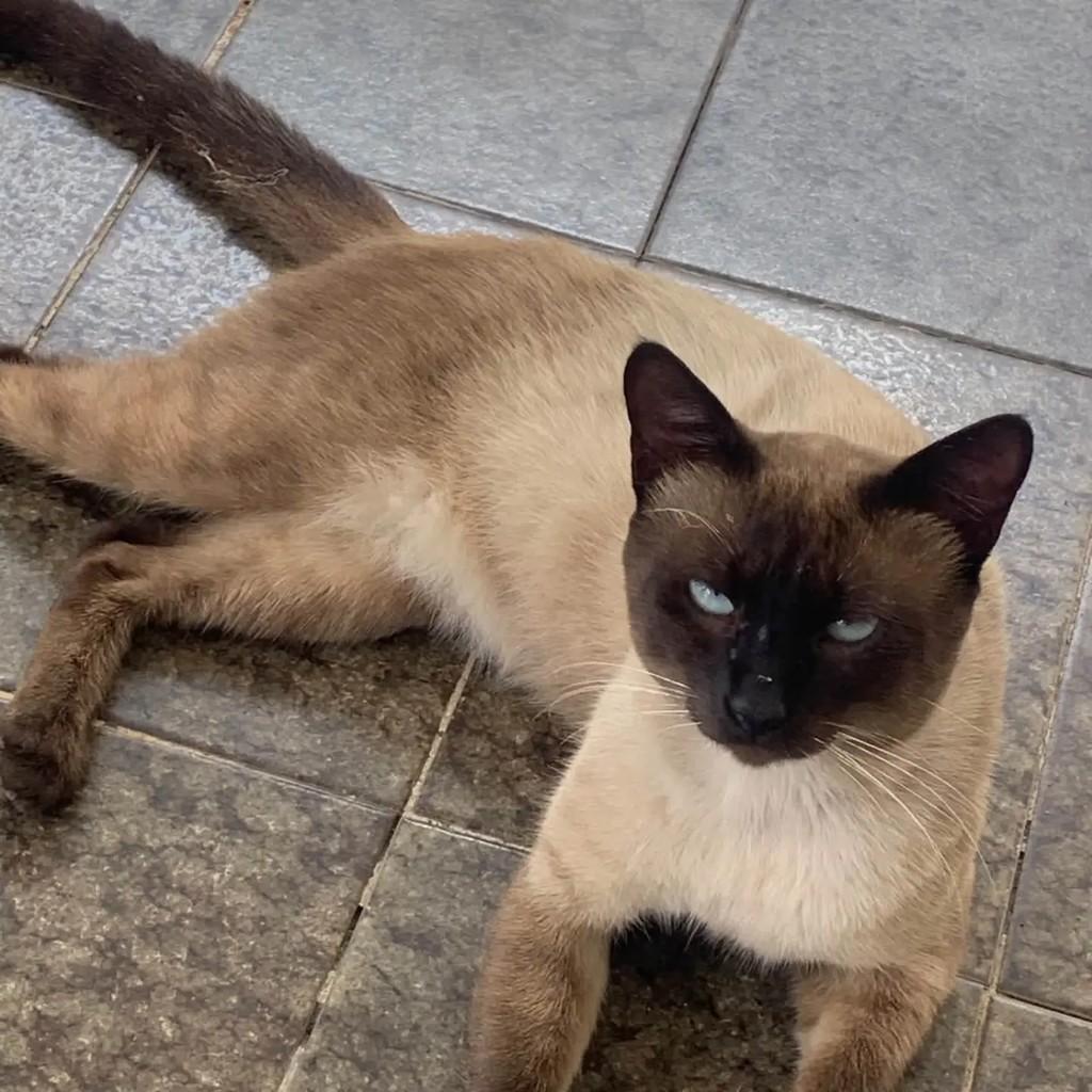 Mila, gato de porte pequeno para adoção em Salvador - BA
