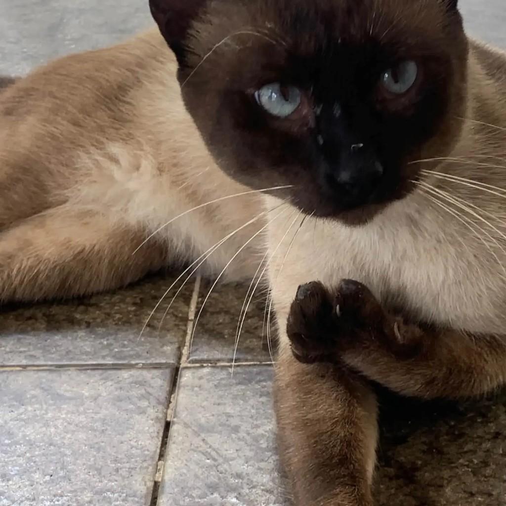 Mila, gato de porte pequeno para adoção em Salvador - BA — foto 2 de 2