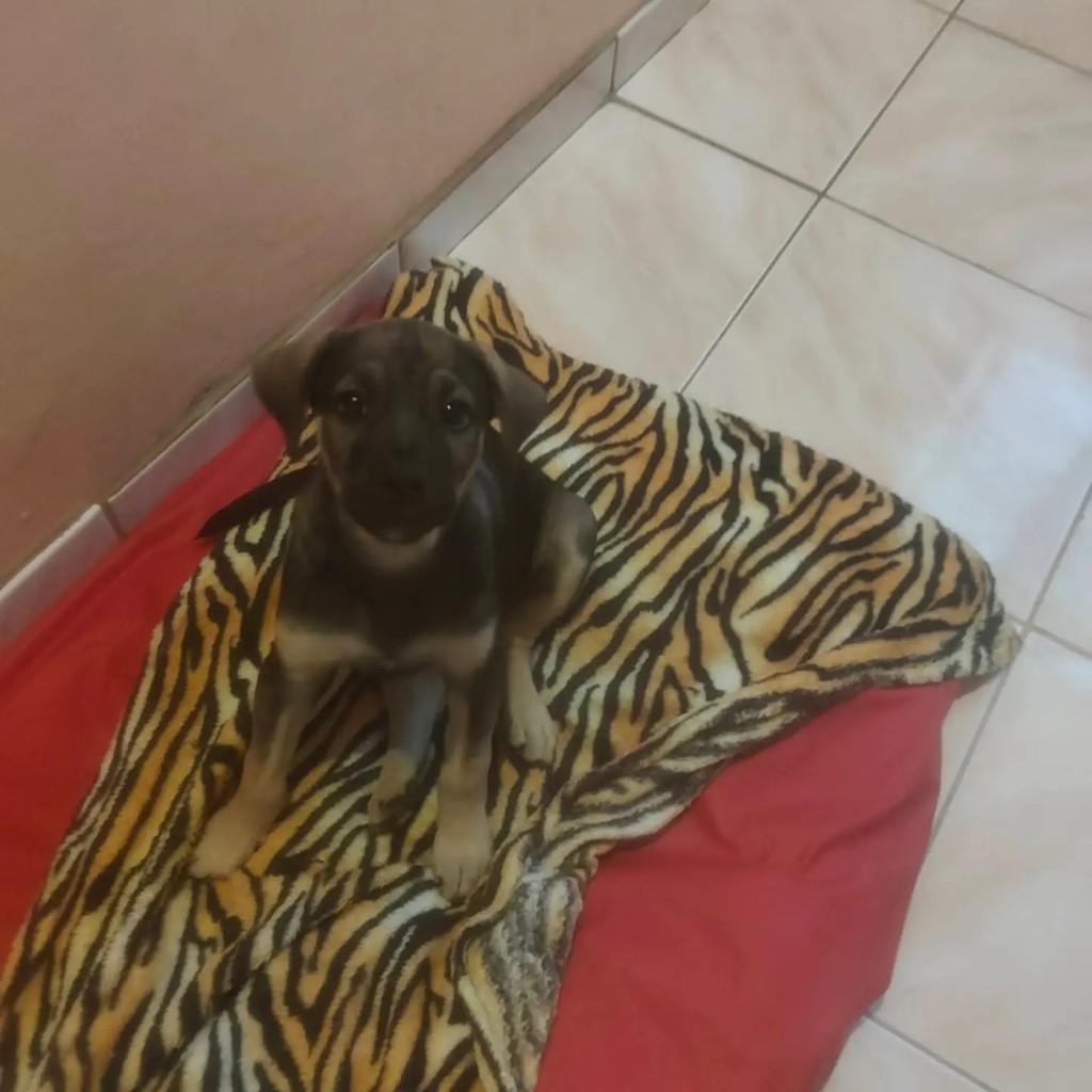 Sol, cadela de porte pequeno para adoção em Salvador - BA — foto 2 de 3