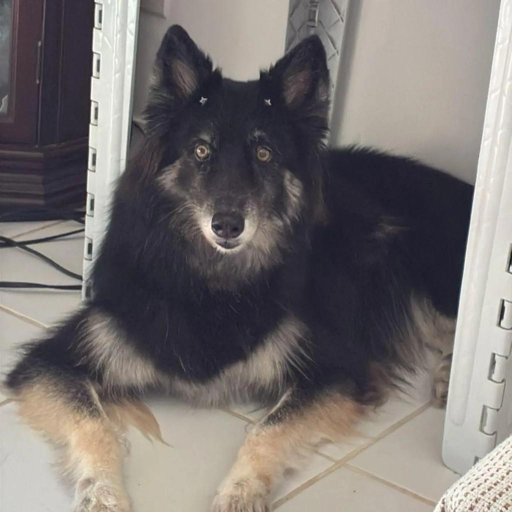 Nina, cadela de porte pequeno para adoção em Salvador - BA