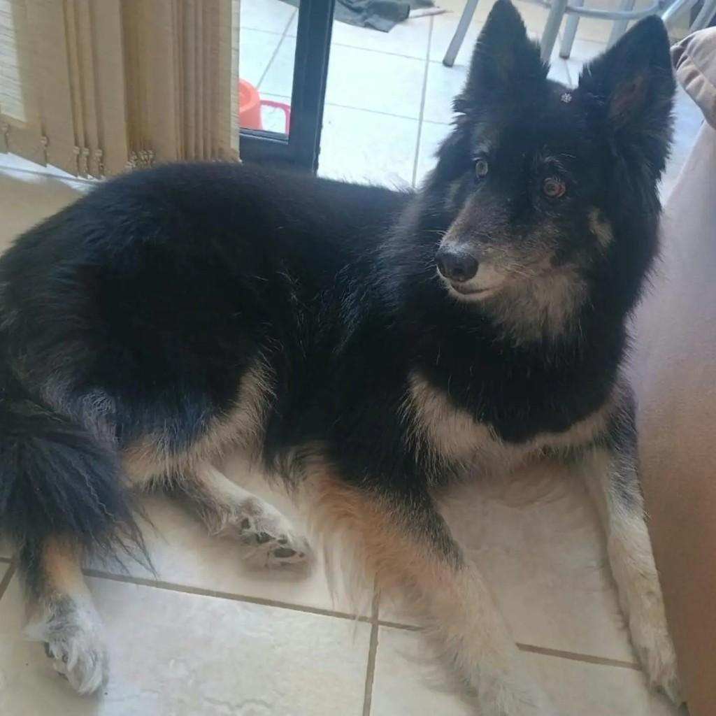 Nina, cadela de porte pequeno para adoção em Salvador - BA — foto 2 de 3