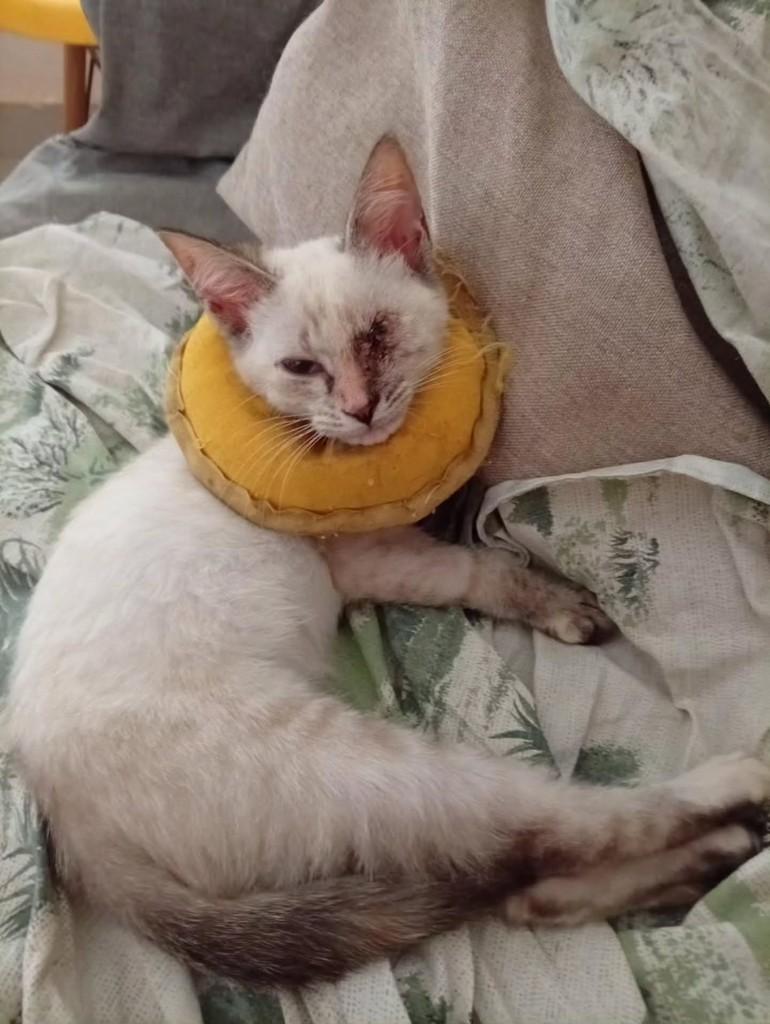 Avelã, gato de porte pequeno para adoção em Salvador - BA