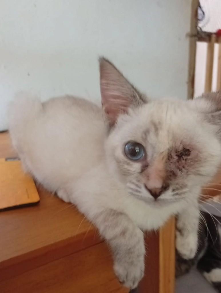 Avelã, gato de porte pequeno para adoção em Salvador - BA — foto 2 de 6