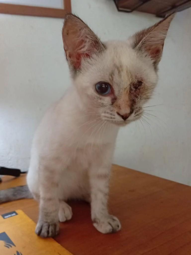Avelã, gato de porte pequeno para adoção em Salvador - BA — foto 3 de 6