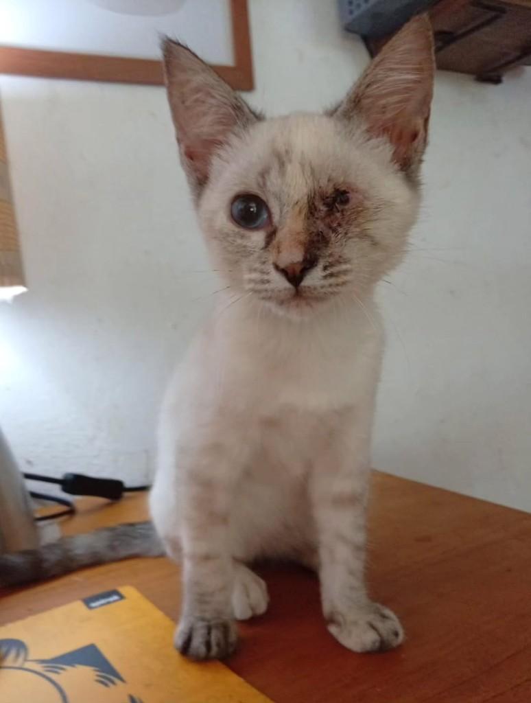 Avelã, gato de porte pequeno para adoção em Salvador - BA — foto 4 de 6
