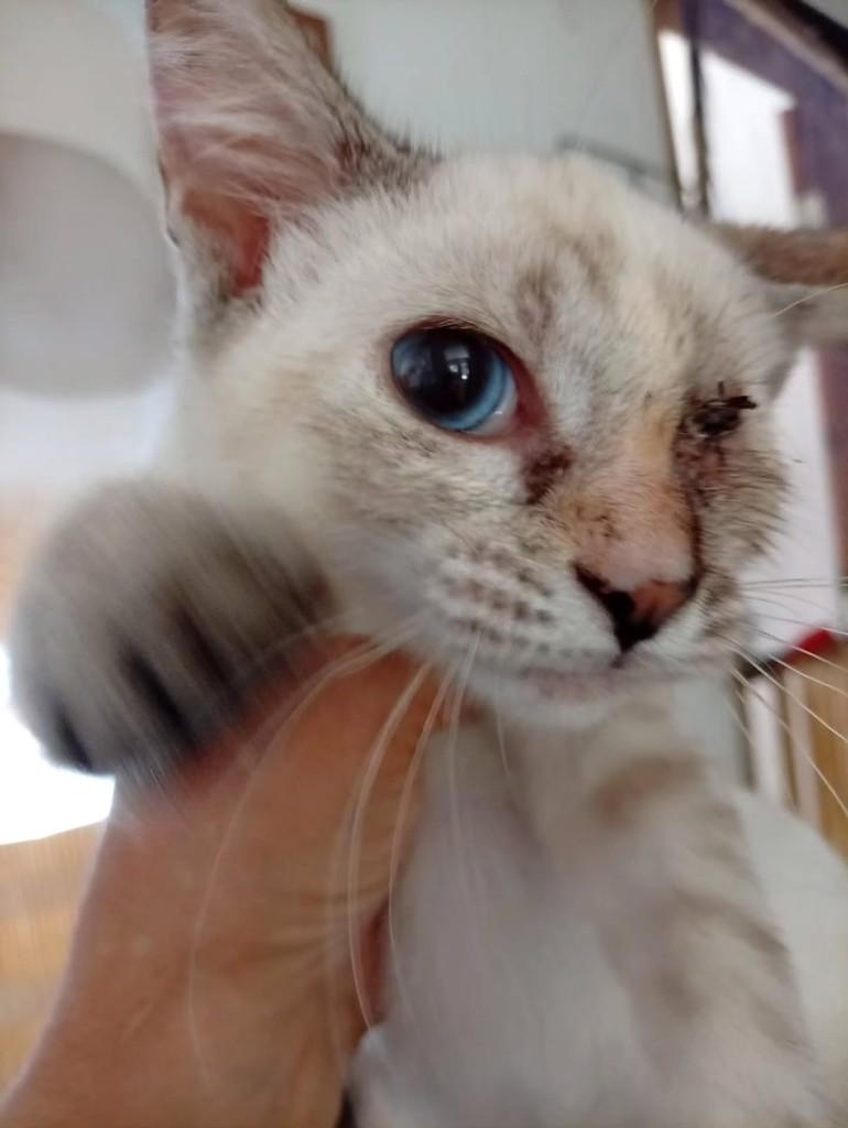 Avelã, gato de porte pequeno para adoção em Salvador - BA — foto 5 de 6