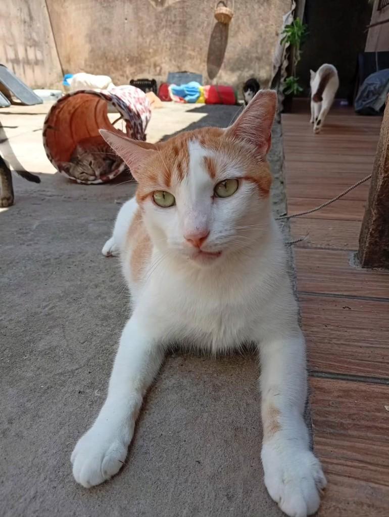 Yelo, gato de porte médio para adoção em Salvador - BA