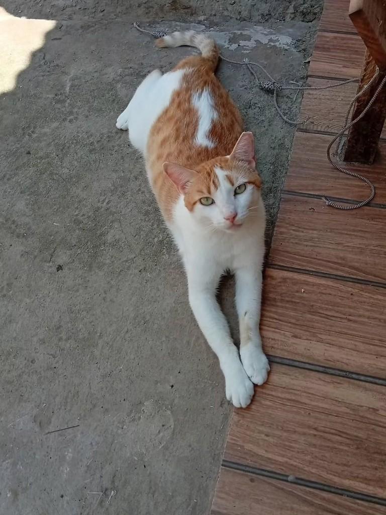 Yelo, gato de porte médio para adoção em Salvador - BA — foto 2 de 6