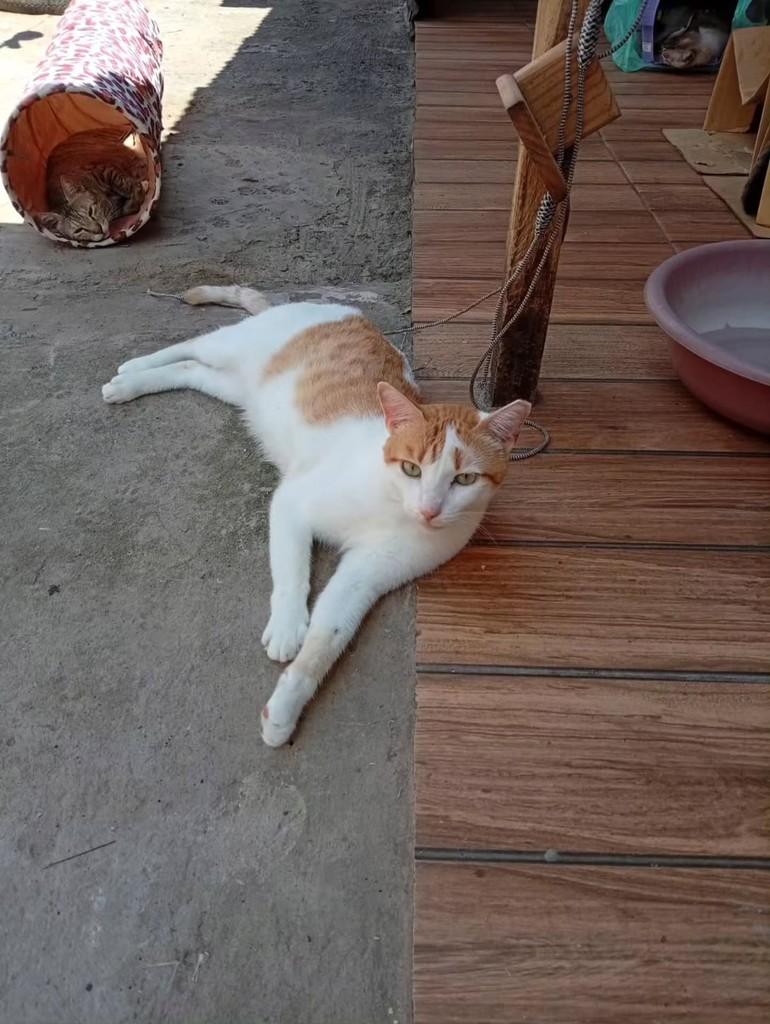 Yelo, gato de porte médio para adoção em Salvador - BA — foto 3 de 6