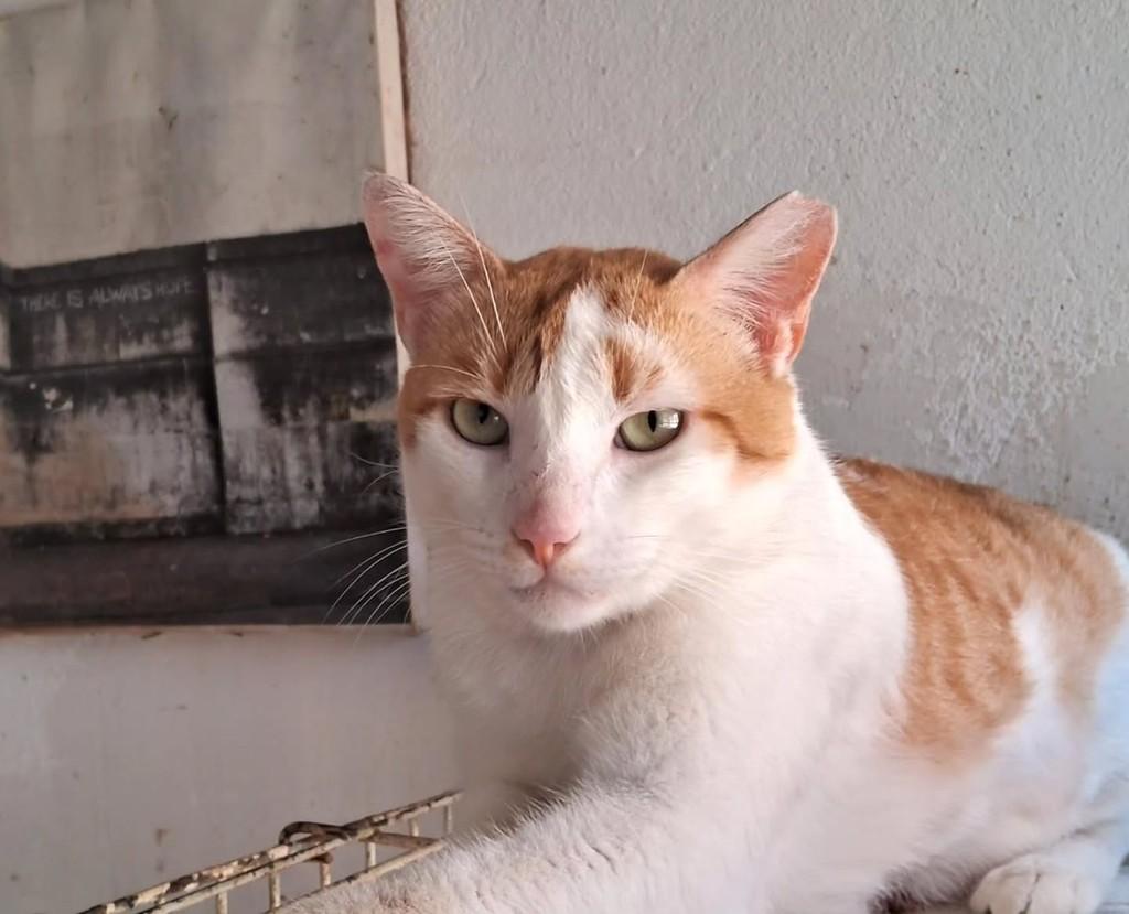 Yelo, gato de porte médio para adoção em Salvador - BA — foto 4 de 6