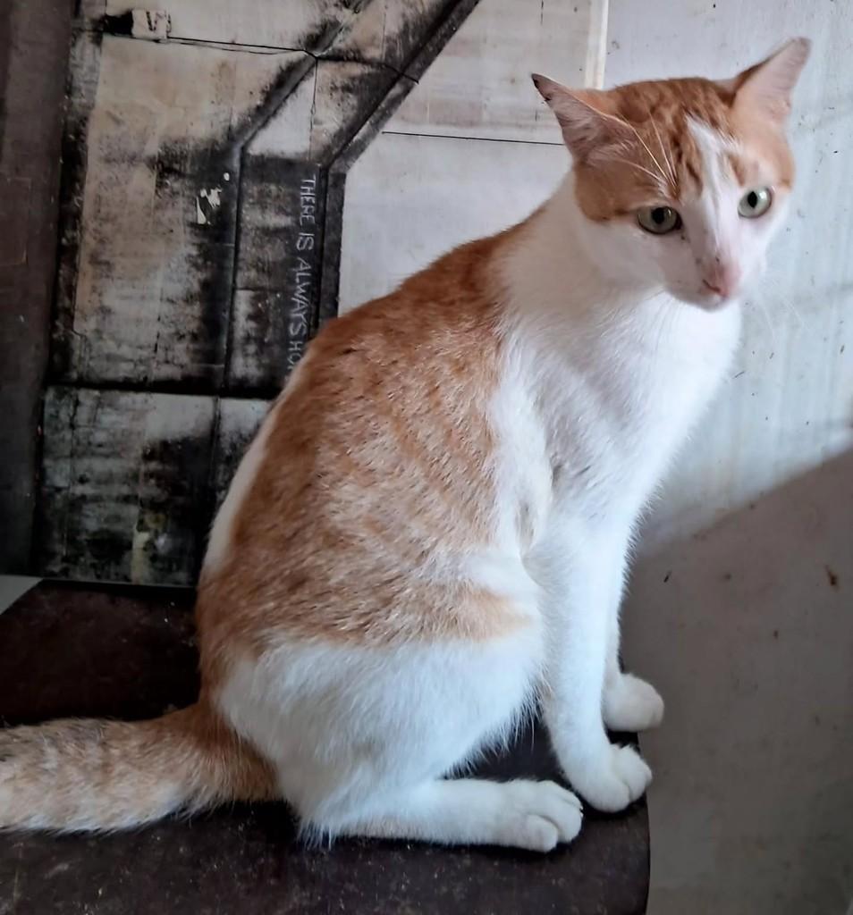 Yelo, gato de porte médio para adoção em Salvador - BA — foto 5 de 6