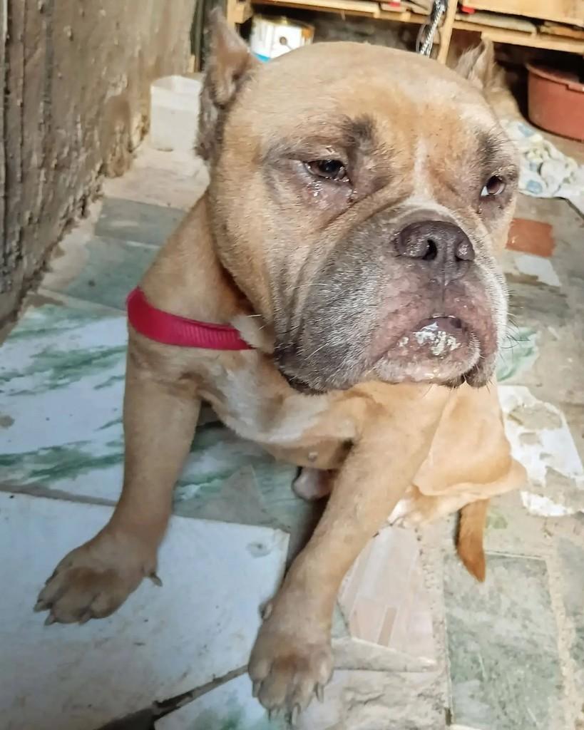 Marlon, cachorro de porte médio para adoção em Simões Filho - BA